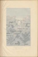 Entz Géza, Mágocsy - Dietz Sándor: A műveltség könyvtára- Az élők világa, növény és állatvilág. Buda...