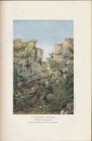 Entz Géza, Mágocsy - Dietz Sándor: A műveltség könyvtára- Az élők világa, növény és állatvilág. Buda...