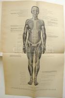 A műveltség könyvtára - Az ember II. Bp., 1905 Athenaeum, díszes félvászon kötésben, aranyozott mint...