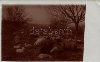 Lászó farm photo (EK)