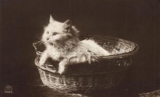 Macska a kosárban, Cat in the basket