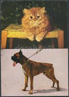 140 db színes, modern állat motívumlap, legtöbbjük megíratlan