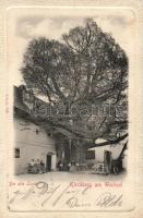 Kirchberg am Wechsel old limetree