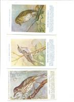 6 db Madár motívumlap