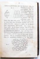 Reichenbach, A. G.: Botanik für Damen oder allgemeine und besondere Pflanzenkunde anschaulich, leich...