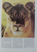 2 db vadászati könyv:Széchényi Zsigmond: Vadászat négy földrészen 1927-1964.  Corvina Bp. 1987. Huno...