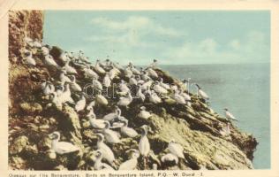 Bonaventure Island with birds