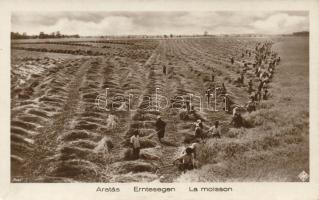 Hungarian folklore, the harvest