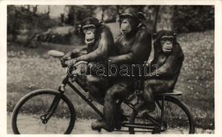 Monkeys riding bicycle