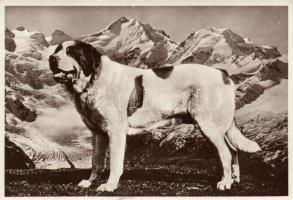 Bernáthegyi kutya, St. Bernard dog