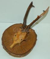 Falra akasztható őzagancs trófea 31 cm tölgyfa lapon 31cm