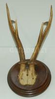Őzagancs falidísz falapra erősítve, 25cm