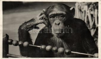 Monkey in the Budapest ZOO