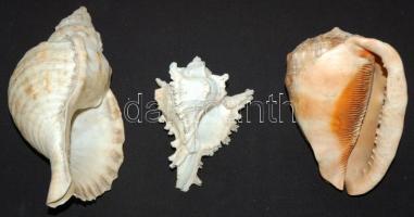 3db szép, nagy, csendes-óceáni kagyló /
Seashells