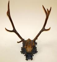 XX. sz eleje nagyméretű szarvas trófea / Large deer trophy 90 cm