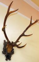 XX. sz eleje nagyméretű szarvas trófea / Large deer trophy 90 cm