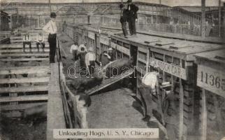 Chicago unloading hogs (EK)