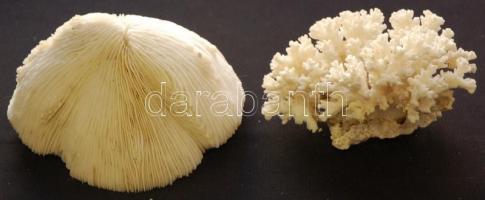 2db csendes-óceáni tengeri korall, remek akváriumdísz 16x10cm