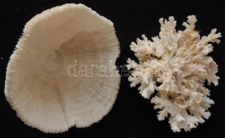 2db csendes-óceáni tengeri korall, remek akváriumdísz 16x10cm