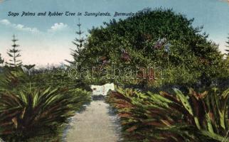 Bermuda, sago palms and rubber tree in Sunnylands (EK)