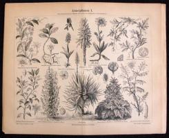 21db régi nyomat növényekről és fákról 31x25cm