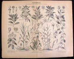 21db régi nyomat növényekről és fákról 31x25cm