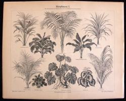 21db régi nyomat növényekről és fákról 31x25cm