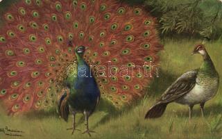 Peacock, artist signed