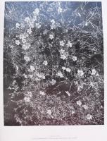 A magyar növényvilág képeskönyve. Bp. 1956. Művelt nép. Nagyméretű album fotókkal 30x37 cm