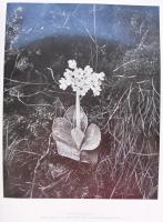 A magyar növényvilág képeskönyve. Bp. 1956. Művelt nép. Nagyméretű album fotókkal 30x37 cm