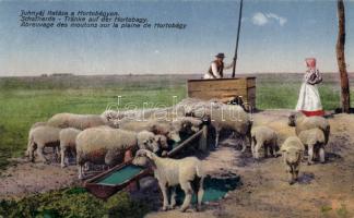 Hortobágy Juhnyáj itatás, Divald & Monostory