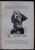 Lambrecht Kálmán: Az ősember. 150 szövegképpel és számos táblával. Bp., 1926 Dante. Kissé hibás egés...