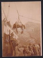 1916 Cattaro ló berakodása osztrák magyar-hadihajóra /  1916 Cattaro loading of Austro-Hungarian warhsip 9x12 cm