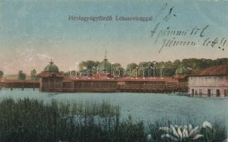 Hévízgyógyfürdő lótuszvirággal