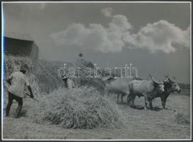 1952 Győr: Cséplés fotó 24x17 cm