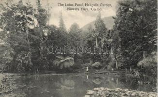 Nuwara Eliya, Lotus Pond, Hakgalla garden