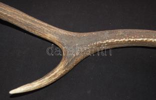 Fél szarvasagancs 66cm