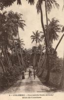 Colombo Coconauts trees alliway (EB)