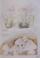 Dr Krébecz Jenő: Gombaatlasz, 200 közép-európai nagygomba, Pallas Kiadó, Bp. 1988, kiadói keményköté...