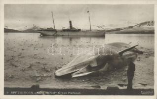 Spitsbergen, steamship, whale