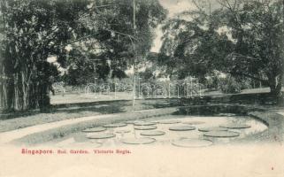 Singapore botanic garden, victoria regia (wet damage)