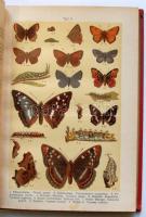 Dr. K.G. Lutz: Der Schmetterlingszüchter. Lebens- und Entwicklungsweise unserer einheimischen Schmet...