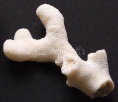 Nagy tengeri tétel: tintahal pofacsontja, nagyméretű csigaházak, korall, kagylók