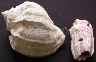 Nagy tengeri tétel: tintahal pofacsontja, nagyméretű csigaházak, korall, kagylók