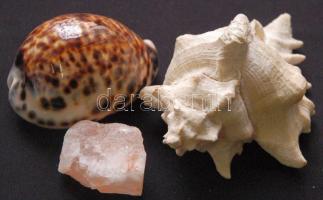 Nagy tengeri tétel: tintahal pofacsontja, nagyméretű csigaházak, korall, kagylók