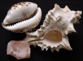 Nagy tengeri tétel: tintahal pofacsontja, nagyméretű csigaházak, korall, kagylók