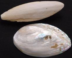 Nagy tengeri tétel: tintahal pofacsontja, nagyméretű csigaházak, korall, kagylók