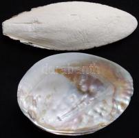 Nagy tengeri tétel: tintahal pofacsontja, nagyméretű csigaházak, korall, kagylók