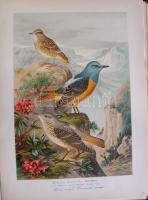 Nagy Jenő madarász hagyatékából: A világ madarai kiállítási anyag: több száz nagyméretű tabló a száz...