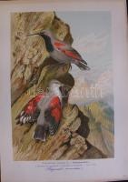 Nagy Jenő madarász hagyatékából: A világ madarai kiállítási anyag: több száz nagyméretű tabló a száz...